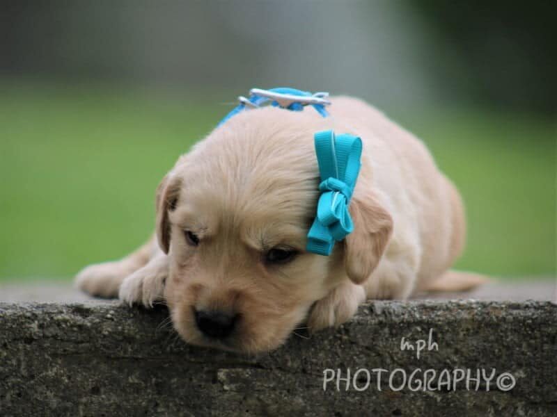 Samie, a Golden Retriever puppy in Kentucky.