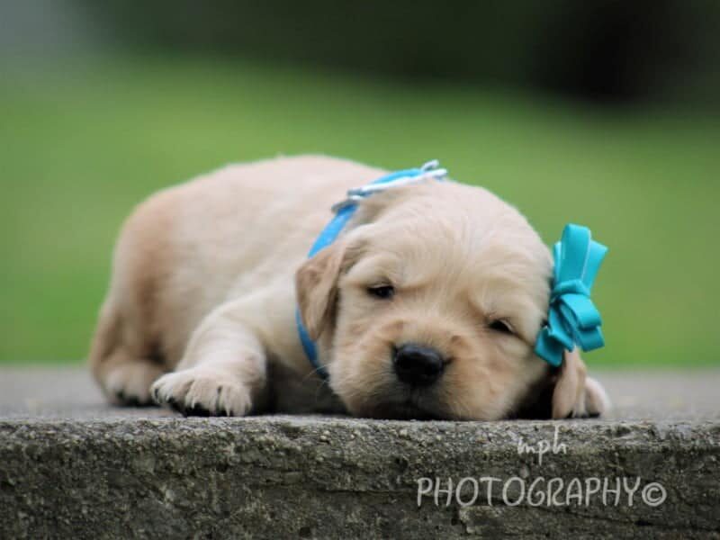 Samie, a Golden Retriever puppy in Kentucky.