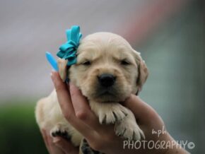 Samie at Golden Run Puppies