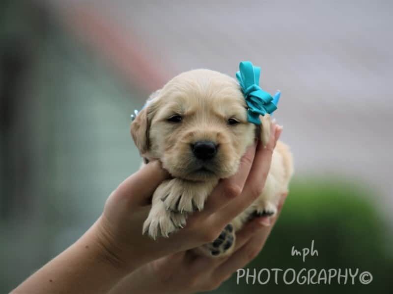 Samie, a Golden Retriever puppy in Kentucky.