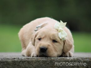Serena at Golden Run Puppies