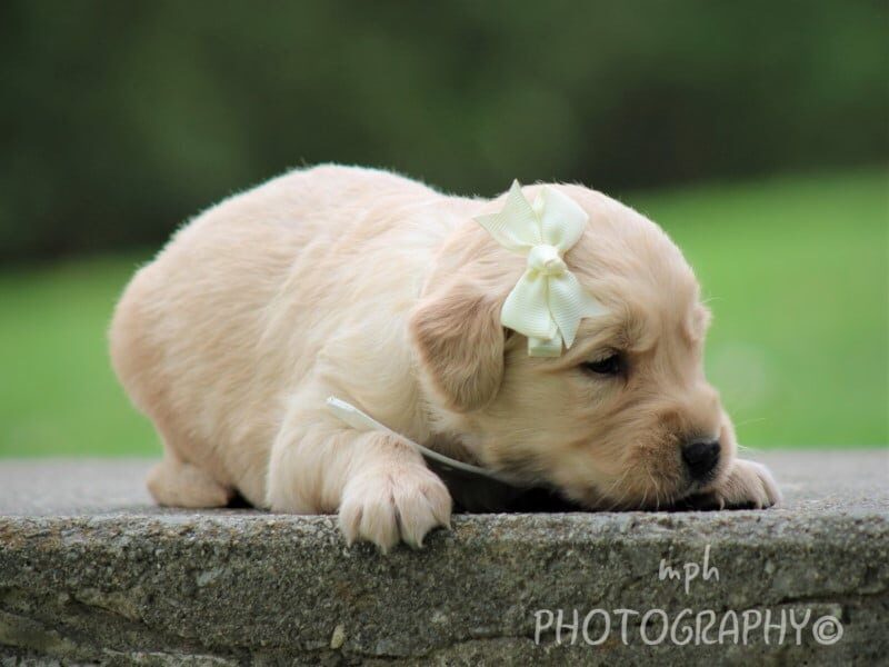 Serena, a Golden Retriever puppy in Kentucky.
