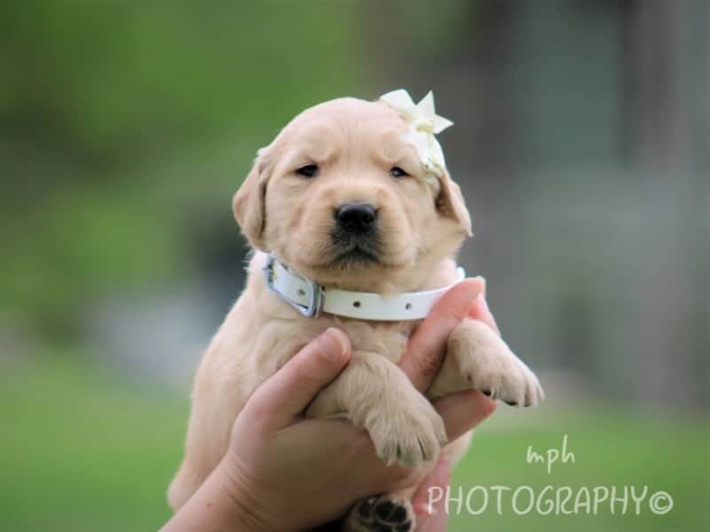 Serena, a Golden Retriever puppy in Kentucky.