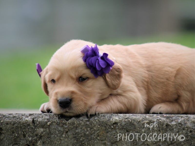 Stacey, a Golden Retriever puppy in Kentucky.