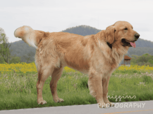 Dusty, our Golden Retriever sire at Golden Run Puppies