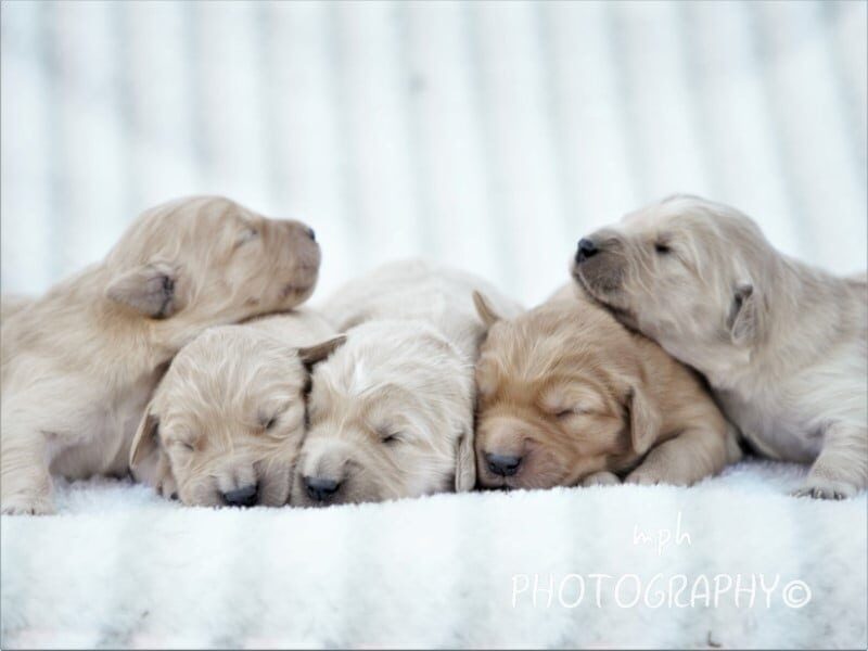 Chevy-Sally Golden Retriever image