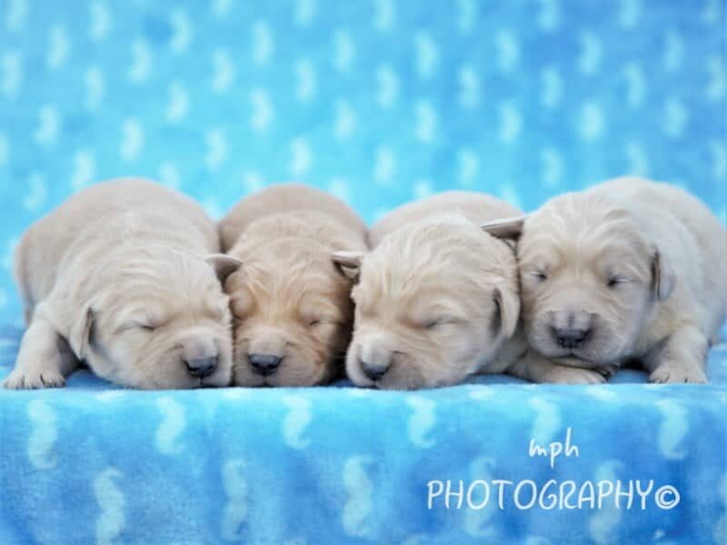 Chevy-Sally Golden Retriever image