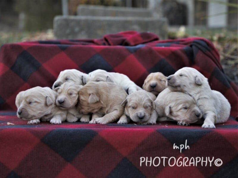 Chevy-Sally Golden Retriever image