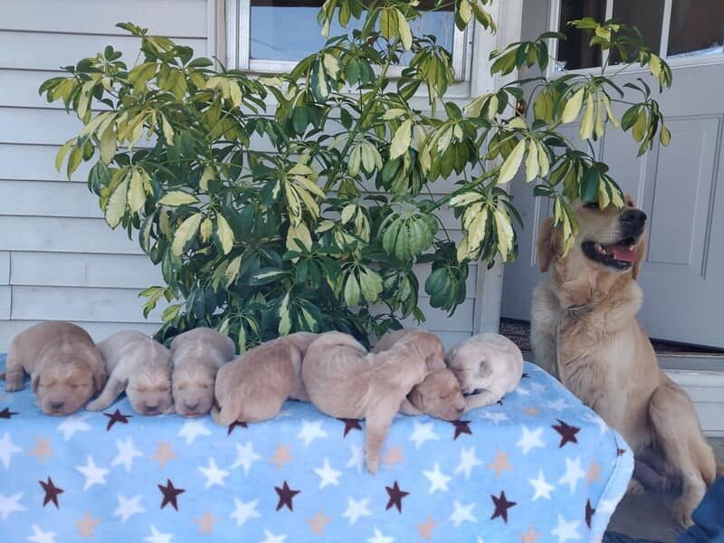 Yapper-Molly Golden Retriever image