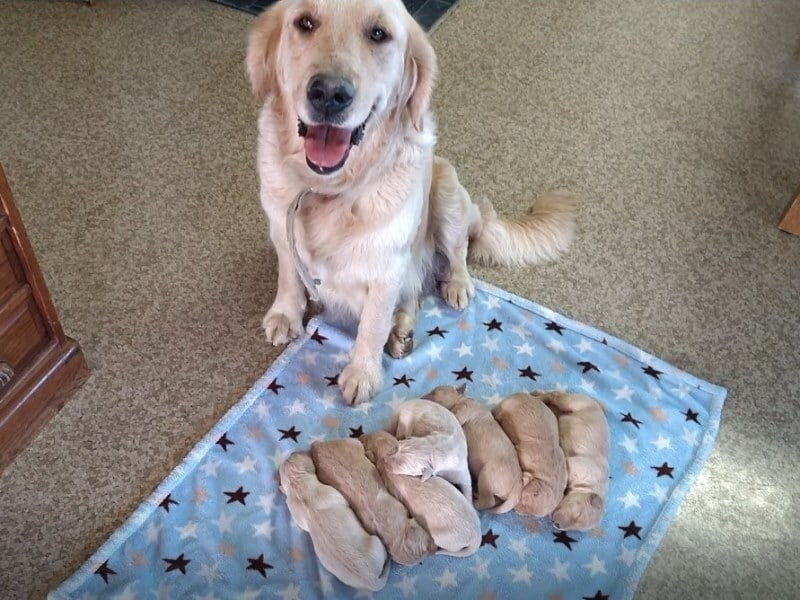 Yapper-Molly Golden Retriever image