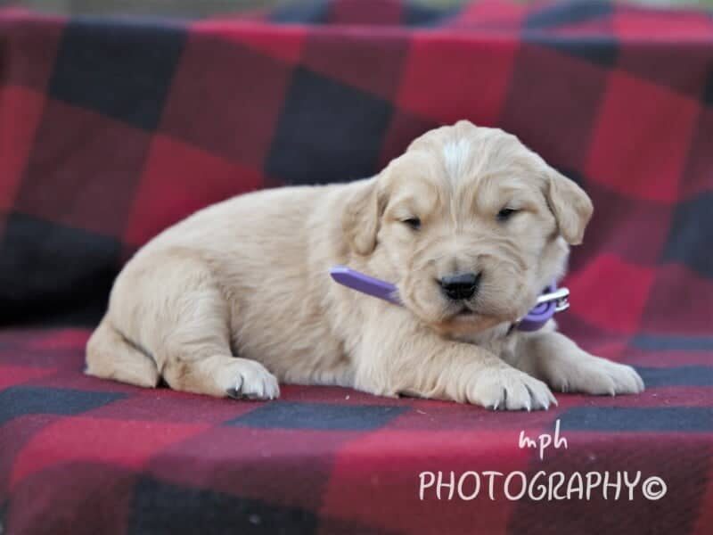 Marcy, a Golden Retriever puppy in Kentucky.
