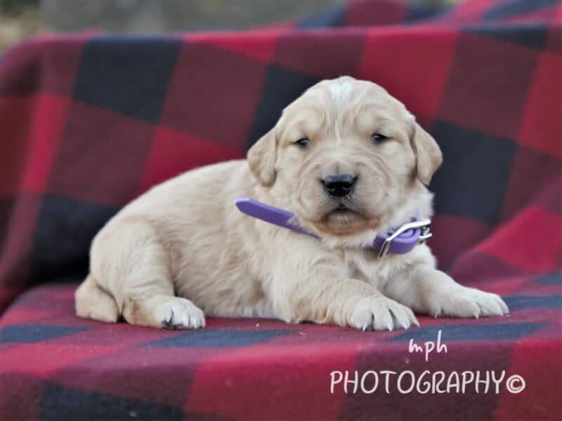 Marcy, a Golden Retriever puppy in Kentucky.