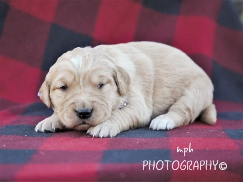 Marcy, a Golden Retriever puppy in Kentucky.