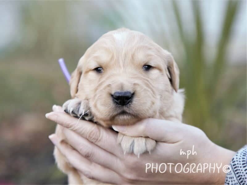 Marcy, a Golden Retriever puppy in Kentucky.