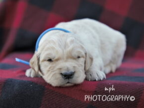 Photo of Max