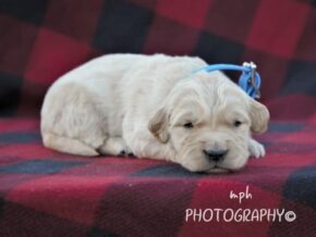 Photo of Max