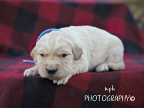 Photo of Max
