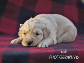 Photo of Minty
