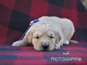 Photo of Minty