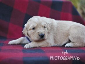 Photo of Minty