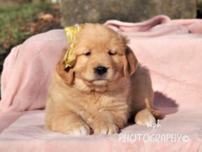 Photo of Missy