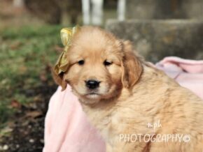 Photo of Missy