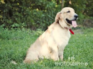 Sire Chevy