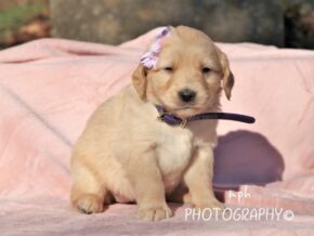 Photo of Sadie
