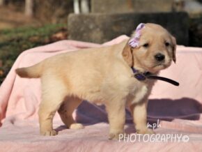 Photo of Sadie