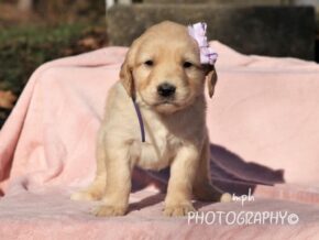 Photo of Sadie