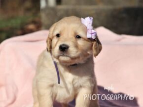Photo of Sadie