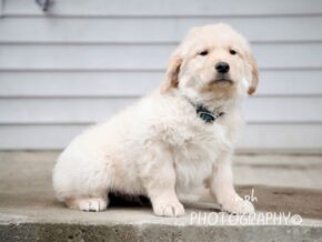 Photo of Star