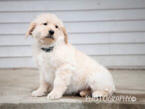 Photo of Star