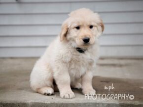 Photo of Star