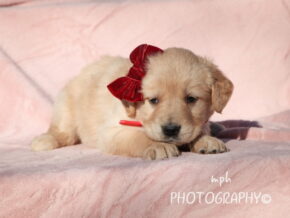 Photo of Stella