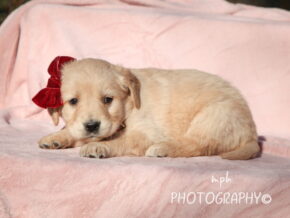 Photo of Stella