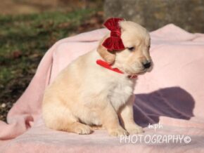 Photo of Stella