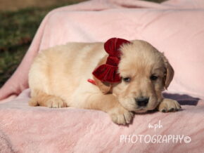 Photo of Stella
