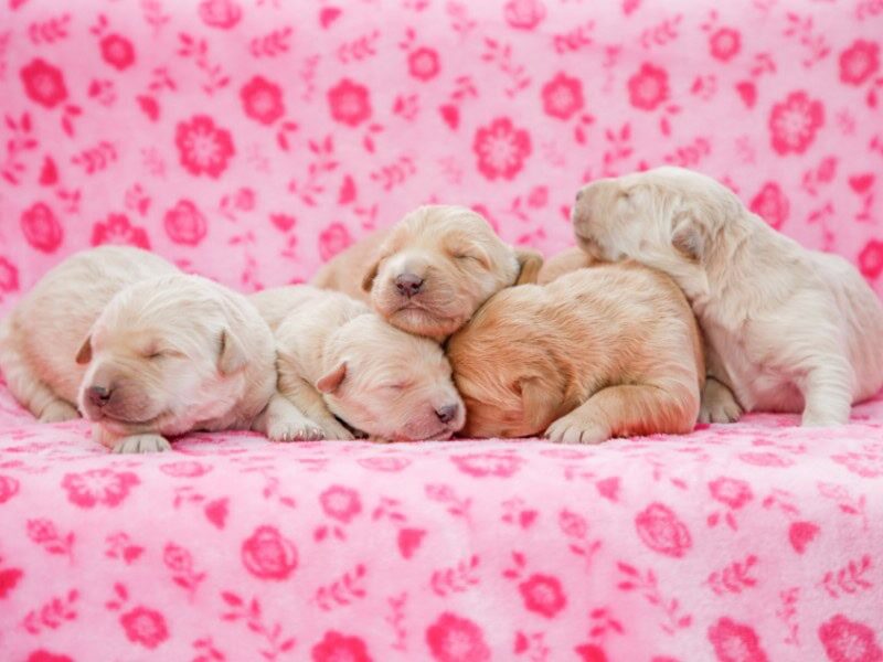 Yapper-Molly Golden Retriever image