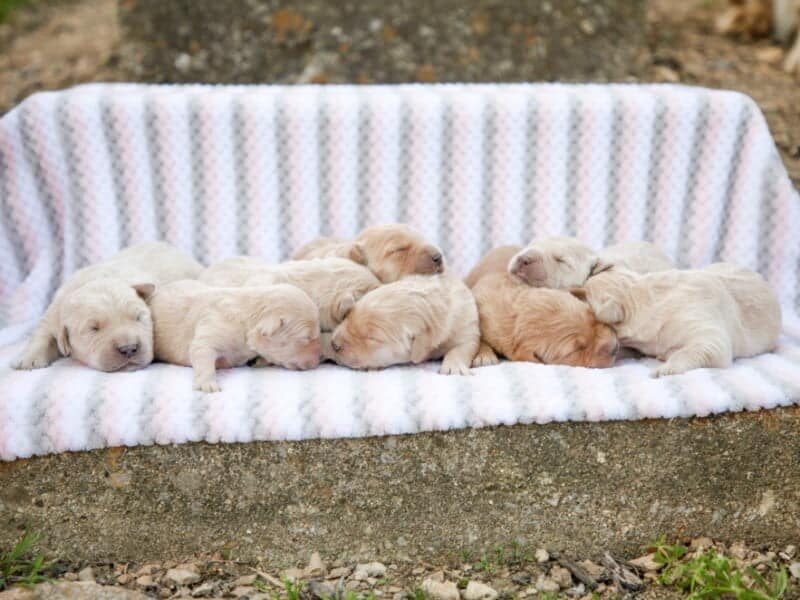 Yapper-Molly Golden Retriever image