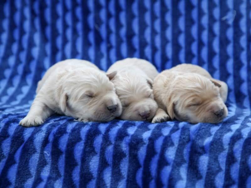 Yapper-Molly Golden Retriever image