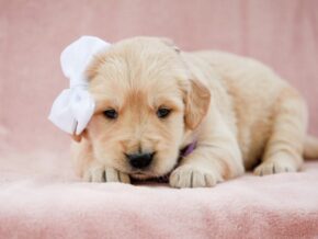 Photo of Missie
