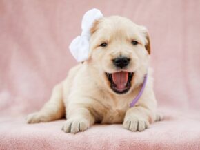 Photo of Missie