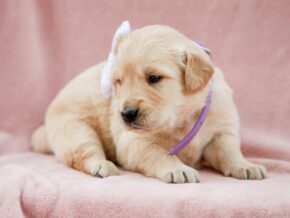 Photo of Missie