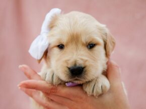 Photo of Missie