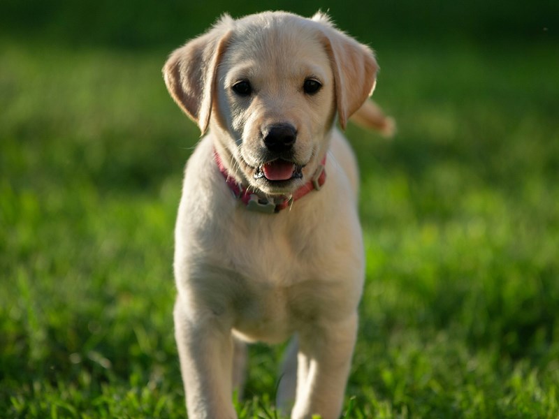 Golden Retriever Puppy