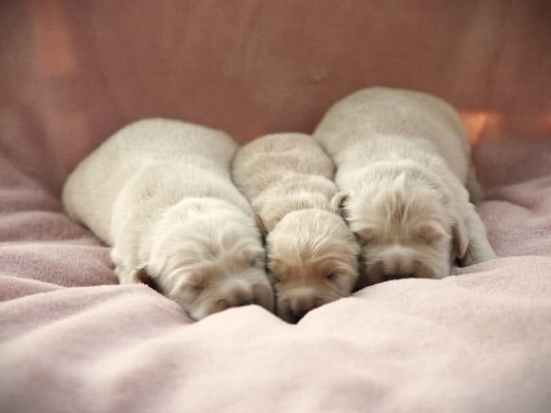 Prince-Queenie Golden Retriever image