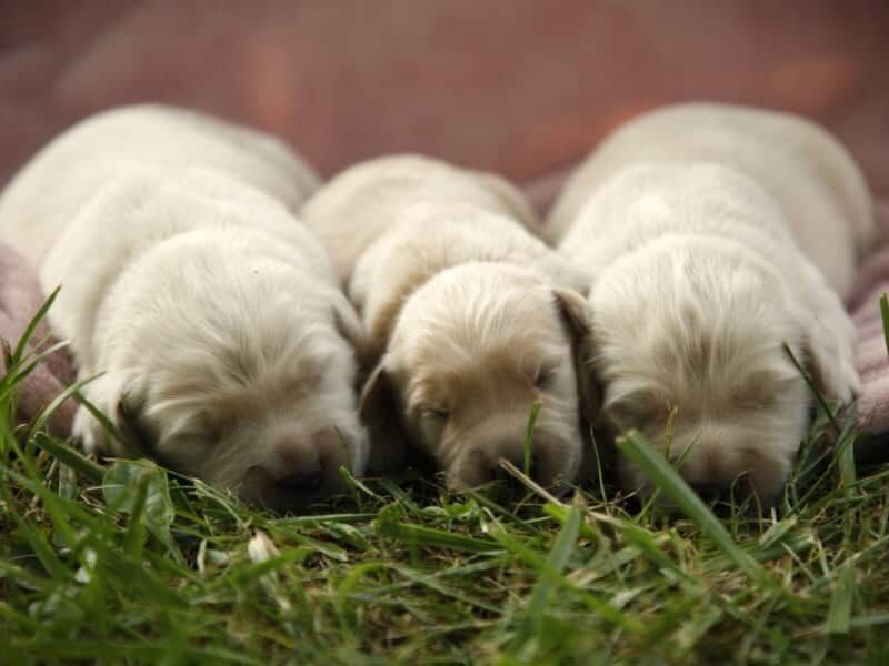 Prince-Queenie Golden Retriever image