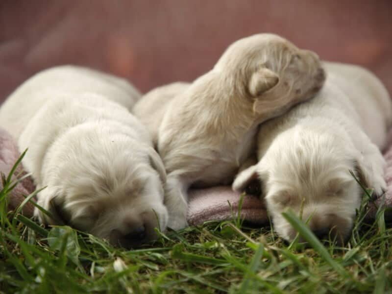Prince-Queenie Golden Retriever image