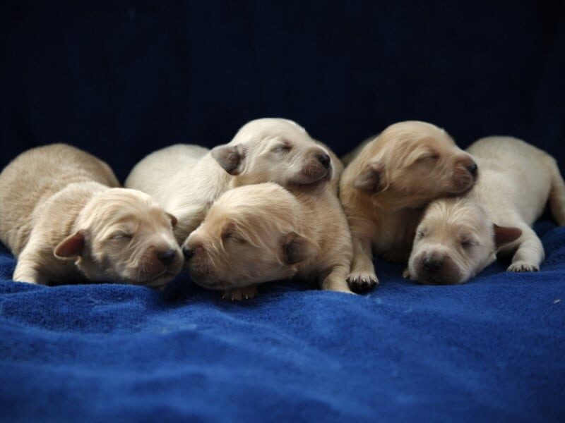 Prince-Sally Golden Retriever image